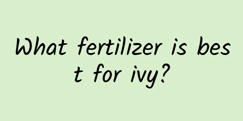 What fertilizer is best for ivy?