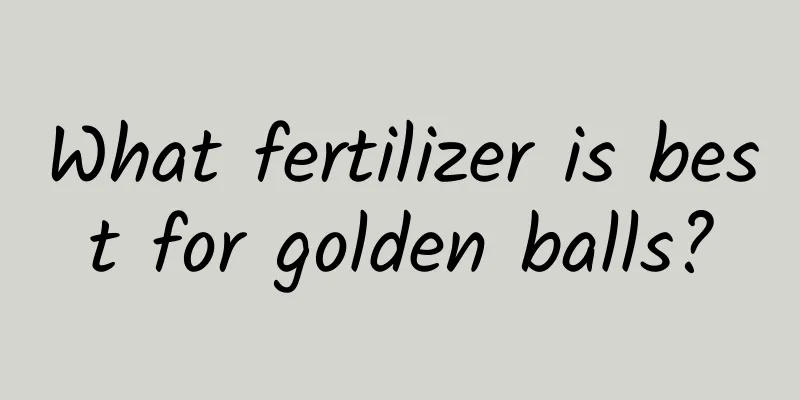 What fertilizer is best for golden balls?