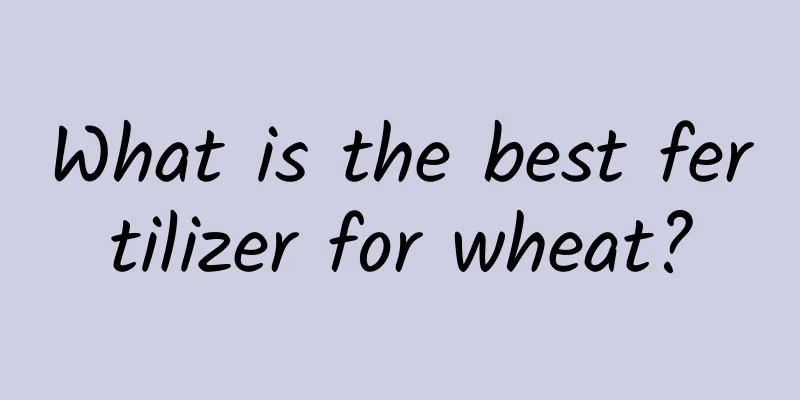 What is the best fertilizer for wheat?