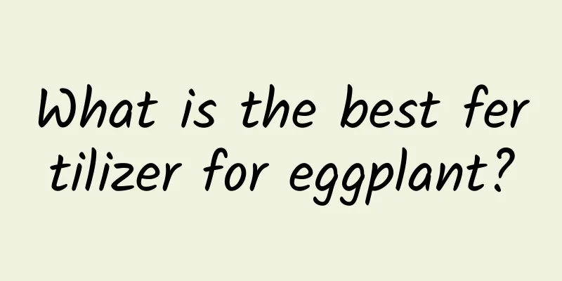 What is the best fertilizer for eggplant?