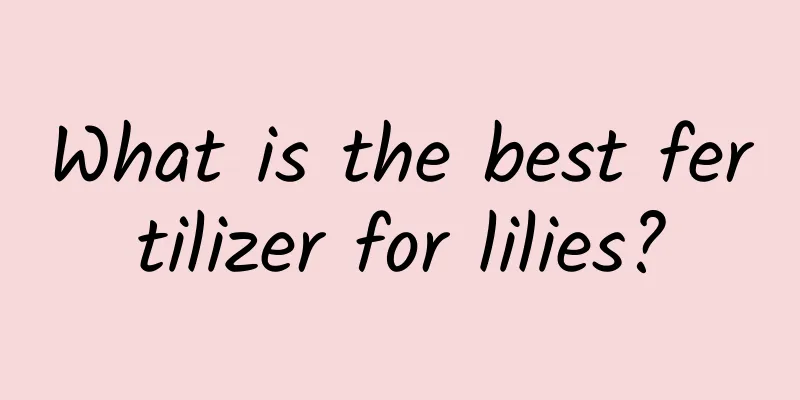 What is the best fertilizer for lilies?