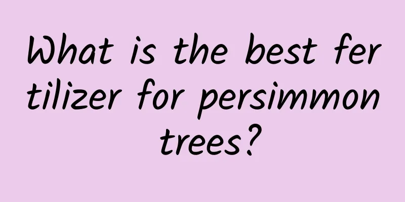 What is the best fertilizer for persimmon trees?