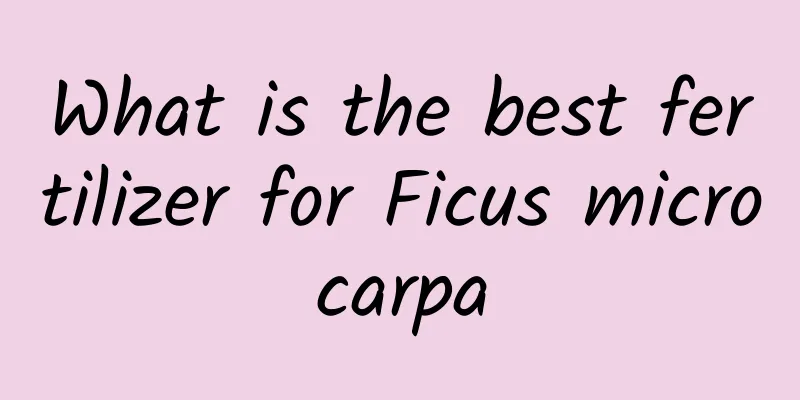 What is the best fertilizer for Ficus microcarpa