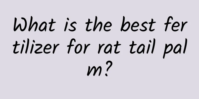 What is the best fertilizer for rat tail palm?