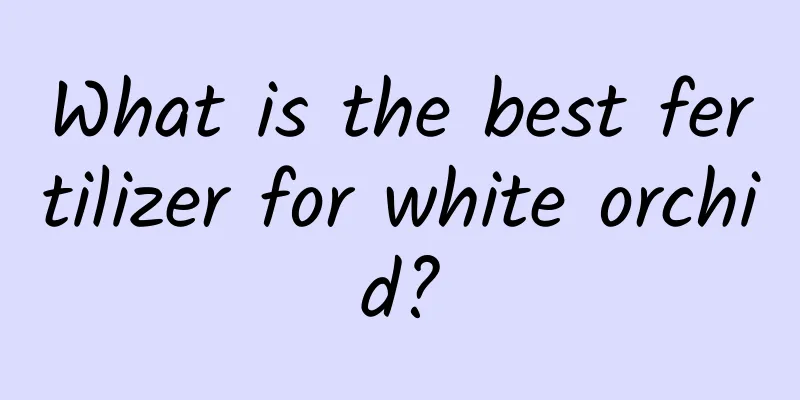 What is the best fertilizer for white orchid?