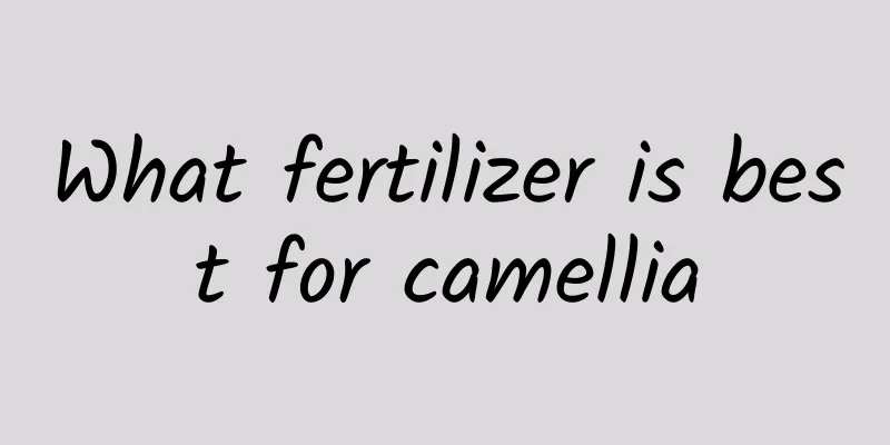 What fertilizer is best for camellia
