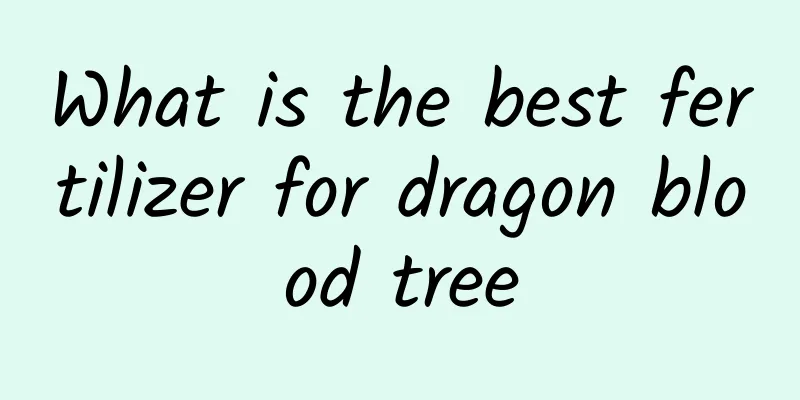 What is the best fertilizer for dragon blood tree