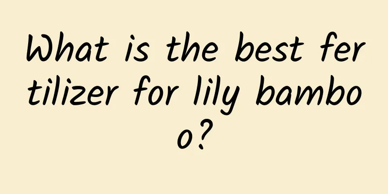 What is the best fertilizer for lily bamboo?