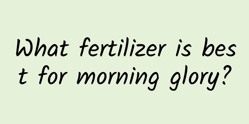 What fertilizer is best for morning glory?