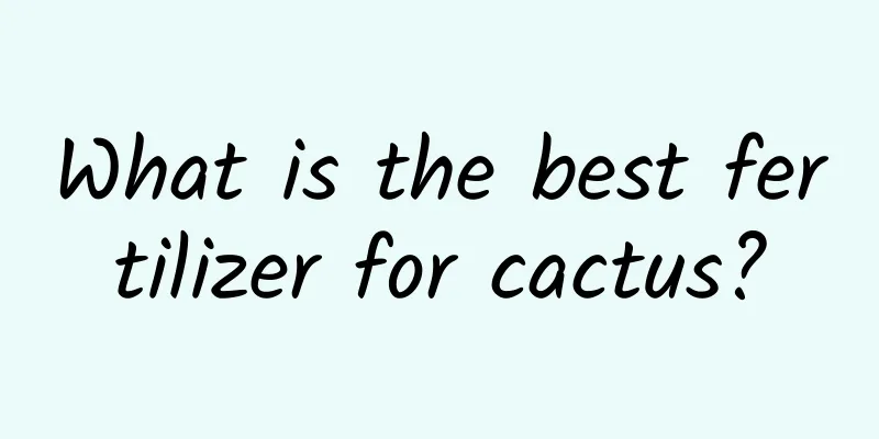 What is the best fertilizer for cactus?