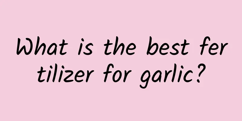 What is the best fertilizer for garlic?
