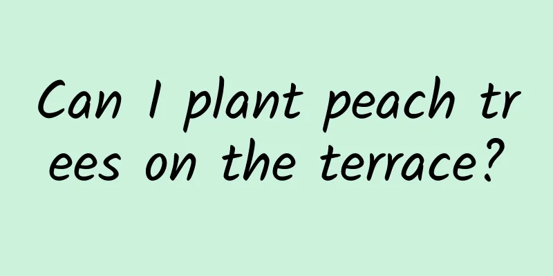 Can I plant peach trees on the terrace?