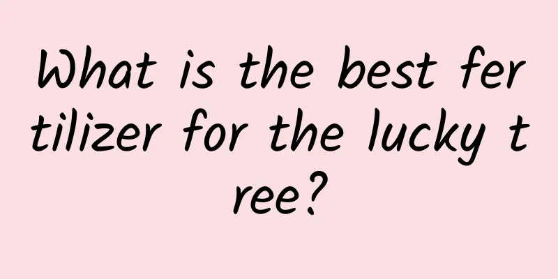 What is the best fertilizer for the lucky tree?