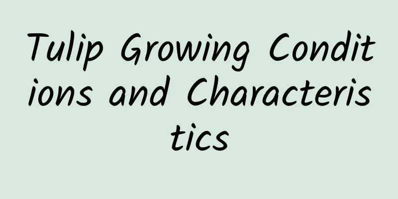 Tulip Growing Conditions and Characteristics