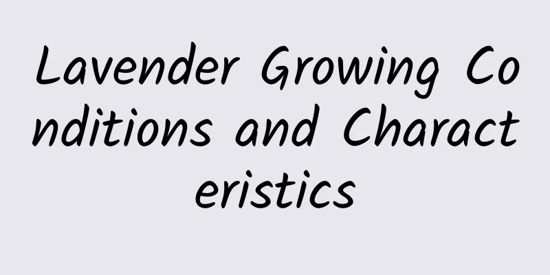 Lavender Growing Conditions and Characteristics