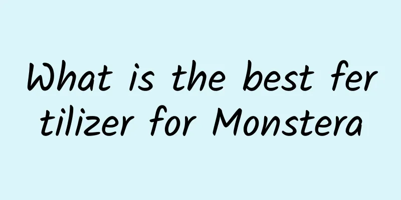 What is the best fertilizer for Monstera