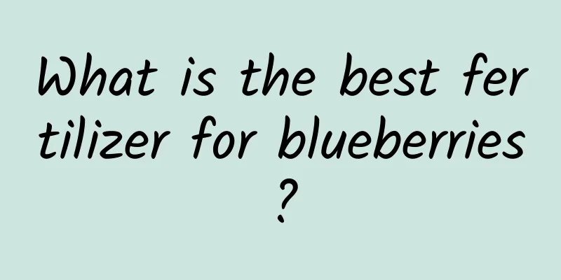 What is the best fertilizer for blueberries?