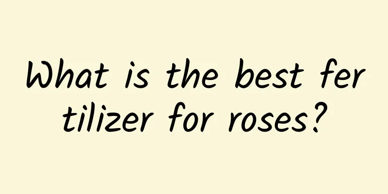 What is the best fertilizer for roses?
