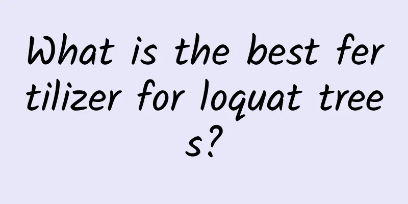 What is the best fertilizer for loquat trees?