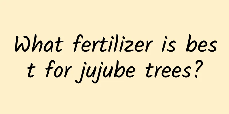 What fertilizer is best for jujube trees?