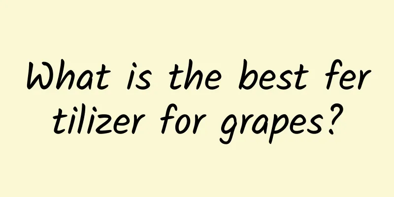 What is the best fertilizer for grapes?