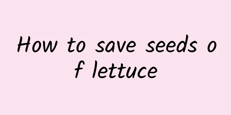 How to save seeds of lettuce
