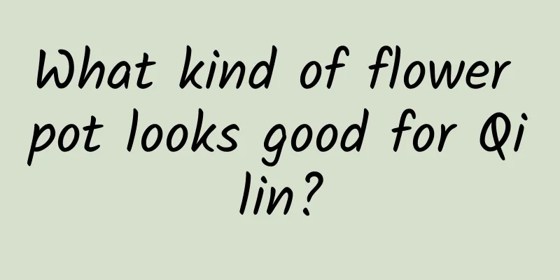 What kind of flower pot looks good for Qilin?