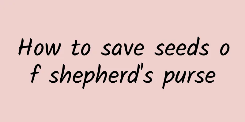 How to save seeds of shepherd's purse