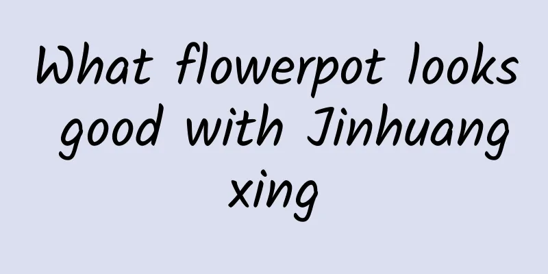 What flowerpot looks good with Jinhuangxing