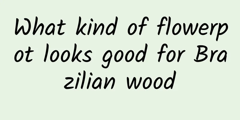 What kind of flowerpot looks good for Brazilian wood