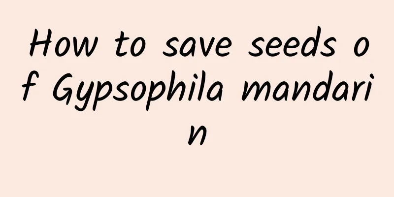 How to save seeds of Gypsophila mandarin