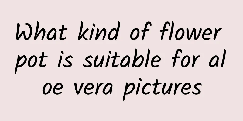 What kind of flower pot is suitable for aloe vera pictures