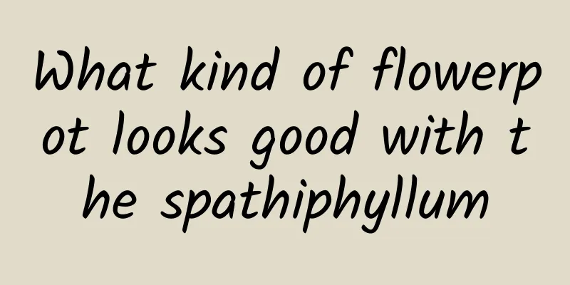What kind of flowerpot looks good with the spathiphyllum