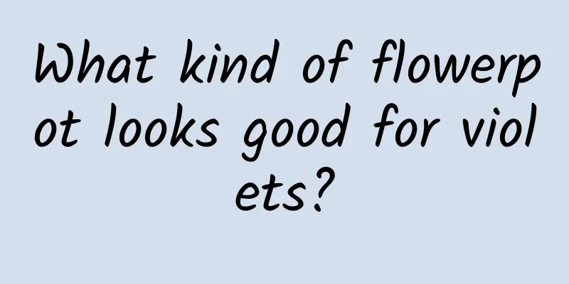 What kind of flowerpot looks good for violets?