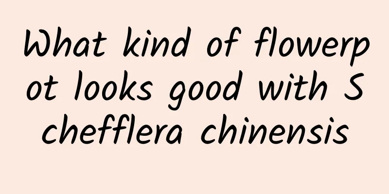 What kind of flowerpot looks good with Schefflera chinensis
