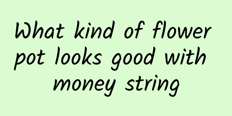 What kind of flower pot looks good with money string