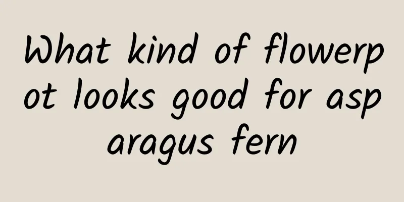 What kind of flowerpot looks good for asparagus fern