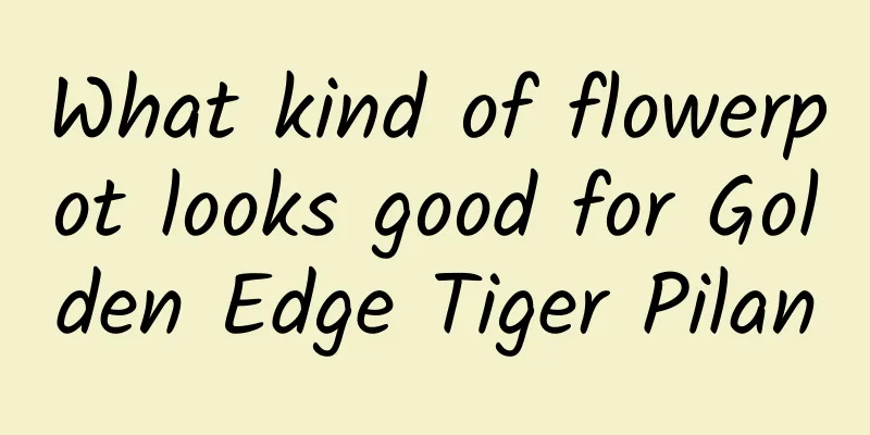 What kind of flowerpot looks good for Golden Edge Tiger Pilan