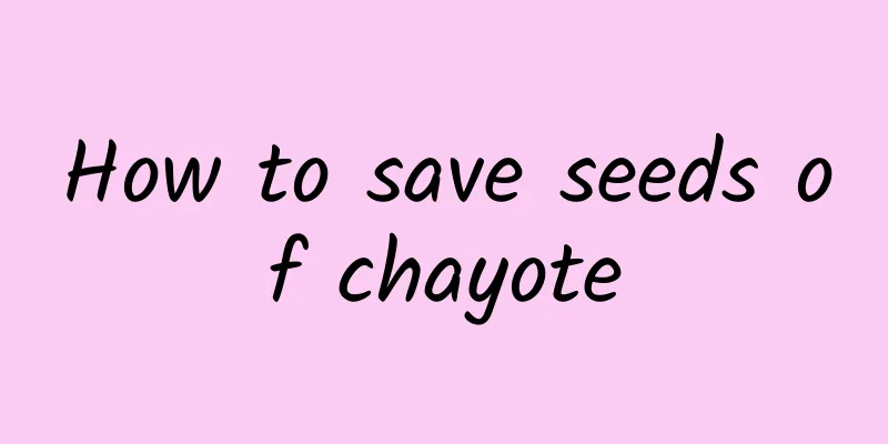 How to save seeds of chayote