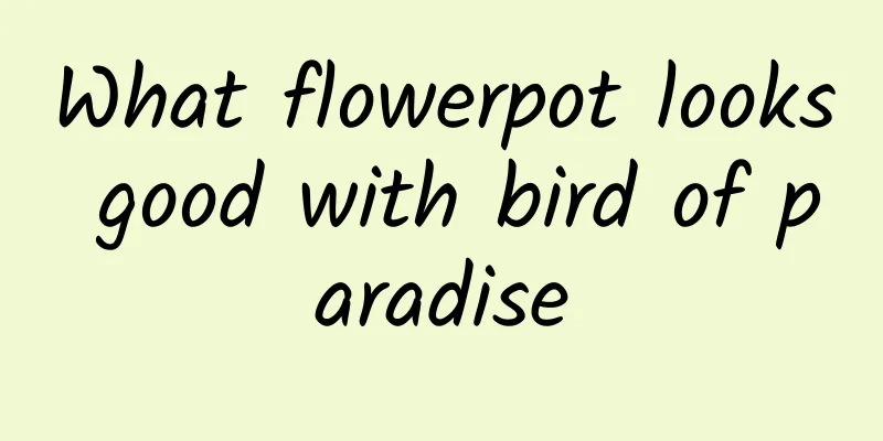 What flowerpot looks good with bird of paradise