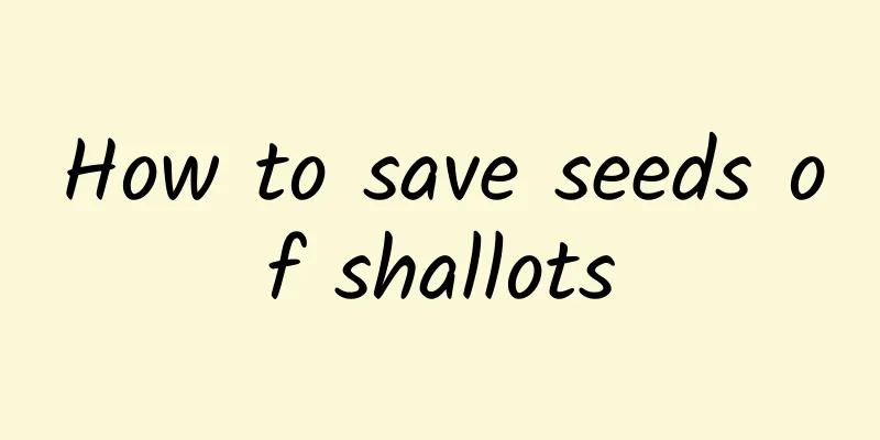 How to save seeds of shallots