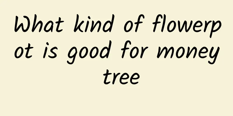 What kind of flowerpot is good for money tree