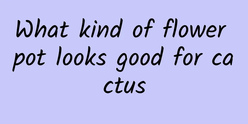 What kind of flower pot looks good for cactus