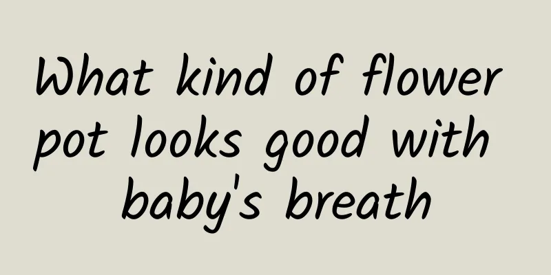 What kind of flower pot looks good with baby's breath