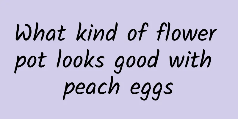 What kind of flower pot looks good with peach eggs