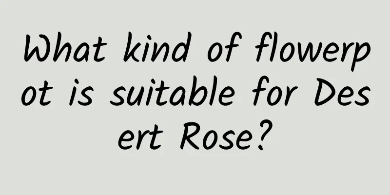 What kind of flowerpot is suitable for Desert Rose?