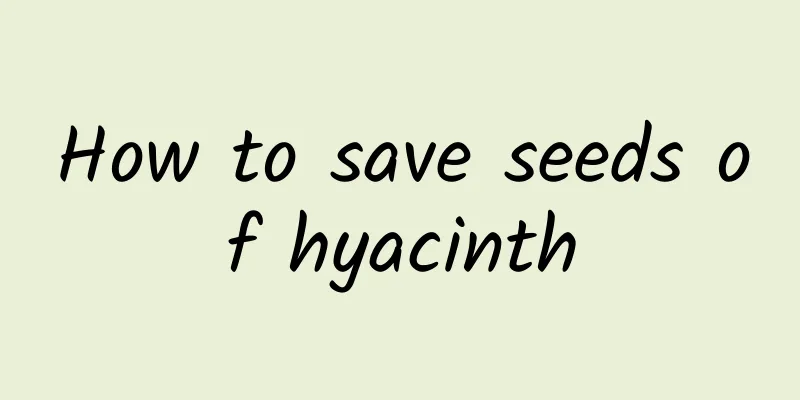 How to save seeds of hyacinth