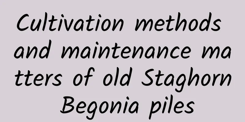 Cultivation methods and maintenance matters of old Staghorn Begonia piles