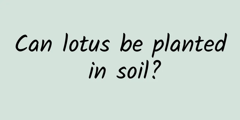 Can lotus be planted in soil?