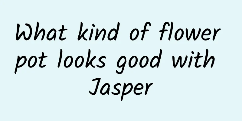 What kind of flower pot looks good with Jasper